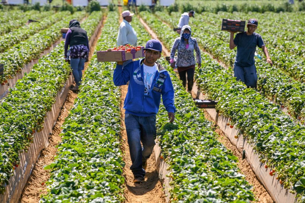 Farm workers carry boxes of strawberries through sunlit rows, dressed in casual wear and hats for heat and safety.