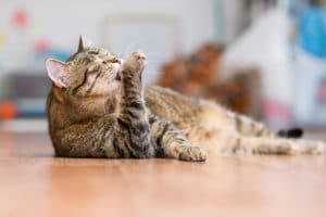 cat grooming itself to stay cool on a hot day