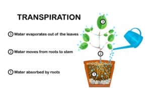 transpiration - the evaporation mechanism used by plants