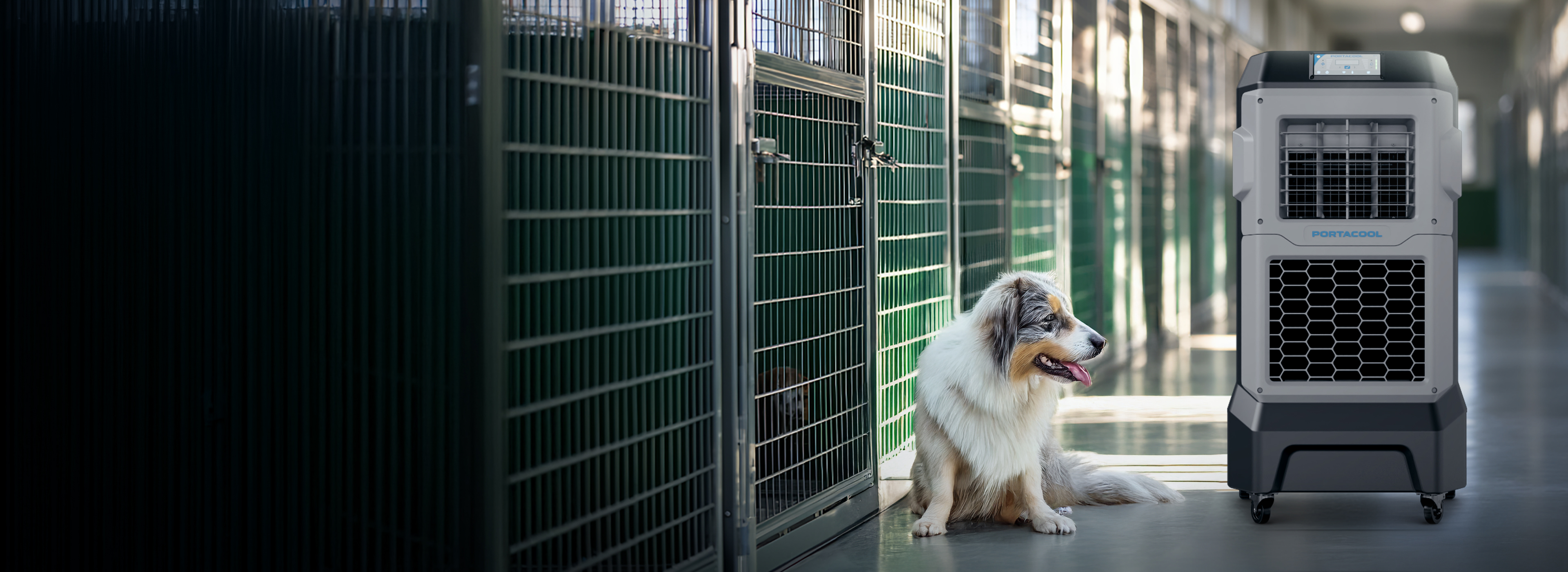 A fluffy dog with a white and brown coat sits on a shiny floor among green metal cages, inside an animal shelter, enjoying a Portacool.